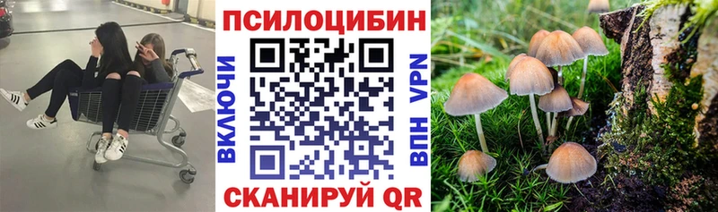 Купить закладки  Высоцк  Галлюциногенные грибы Cubensis 